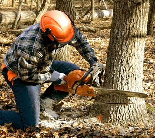 Tree Removal in Laceyville, PA